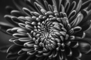 Black and White flower