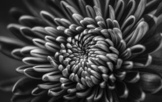 Black and White flower