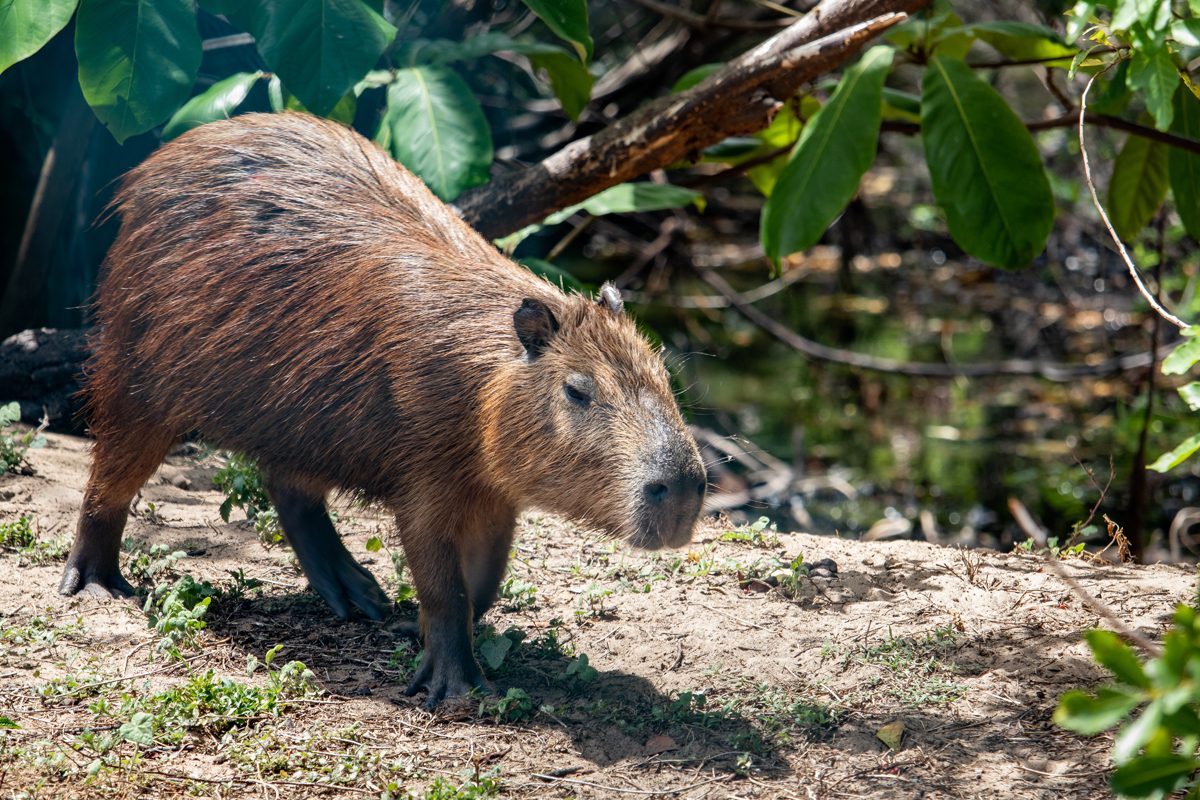 Capybara in its natural habitat