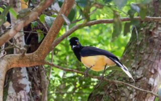 Bird in forest - Carbon neutral photo lab