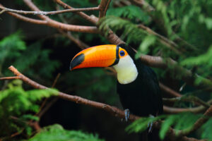 Shot of a toucan standing on a tree branch