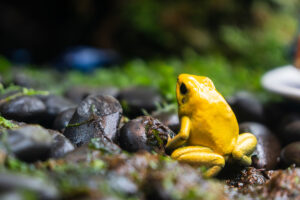 Yellow poison dart frog