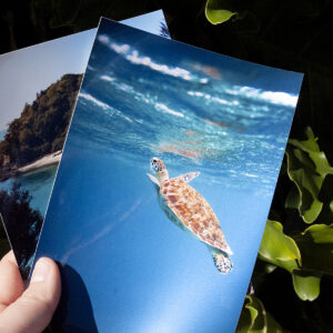 Holding Kodak professional metallic prints of the sea and a turtle