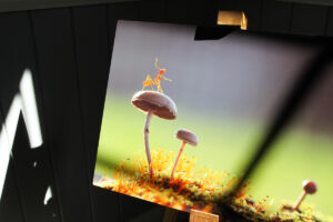 Image of an ant standing on top of a mushroom printed on metal with vibrant colours highlighted by sun shining onto it through window