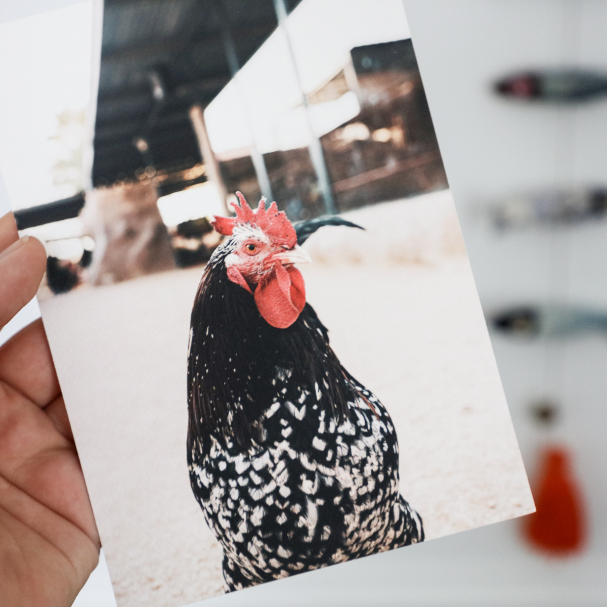 Hand holding a photographic print of a chicken on textured canson fine art paper