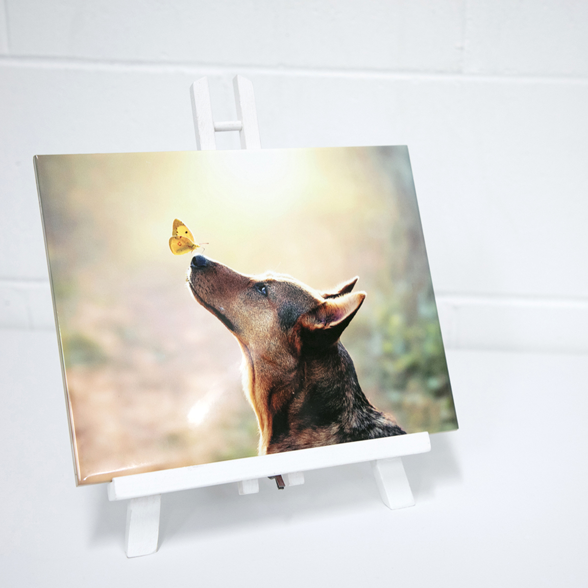 Dog with butterfly on nose printed onto a ceramic photo tile and displayed on a white easel