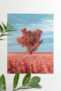 Infrared image of tree in a field printed on PeelEzy wall sticker print on white wall with plant