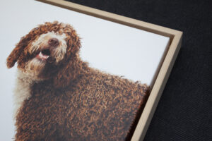 Close up of a beech float framed canvas of a curly red dog