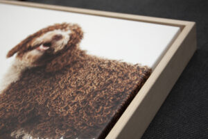 Close up of a beech float framed canvas of a curly red dog