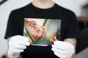 Photo lab staff wearing white cotton gloves holding an image of a lizard printed on photo lustre paper