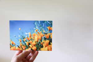 Hand holding photographic print of vibrant yellow flowers