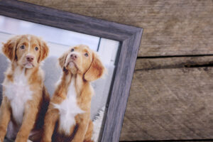 Corner of a charcoal framed canvas print of two dogs