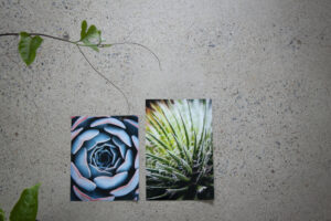 Two lustre photo prints of succulents sitting on concrete with plants in the foreground