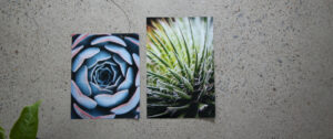 Two lustre photo prints of succulents sitting on concrete with plants in the foreground