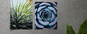 Two lustre photo prints of succulents sitting on concrete with plants in the foreground