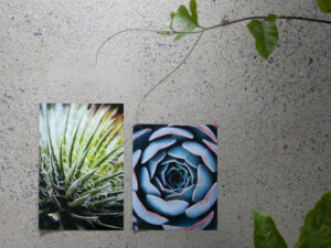 Two lustre photo prints of succulents sitting on concrete with plants in the foreground